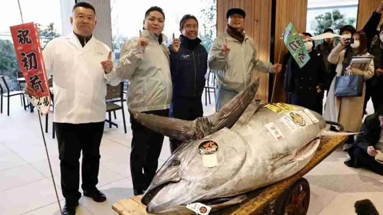 276-Kg Bluefin Tuna Sells Like Gold: Japan Auction Breaks Records With Rs 11 Crore Bid