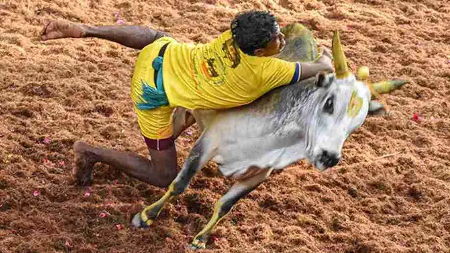 Jallikattu 2025: 1,100 Bulls, Truck, Car On Prize List In Tamil Nadu