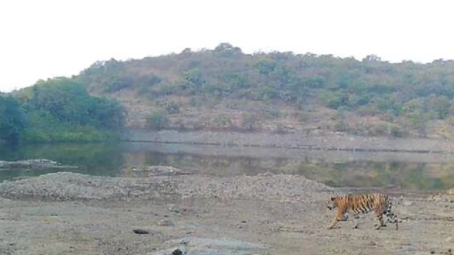 Male Tiger Walks 500 km, Now Heading to Sahyadri Tiger Reserve