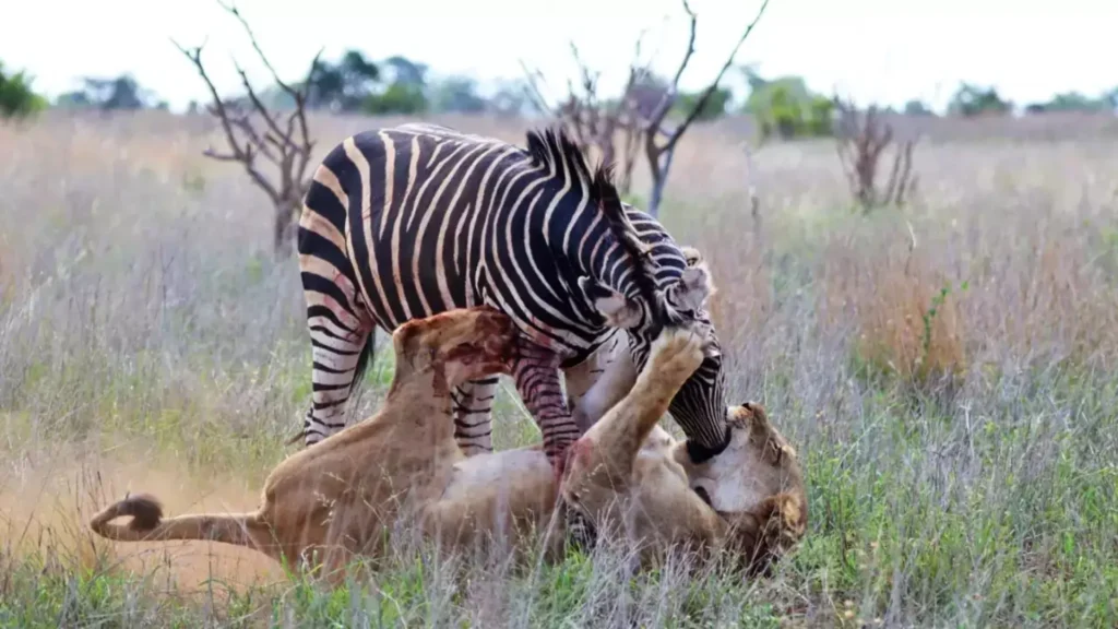 Stunning Photos Capture Zebra Standing Over Lion 