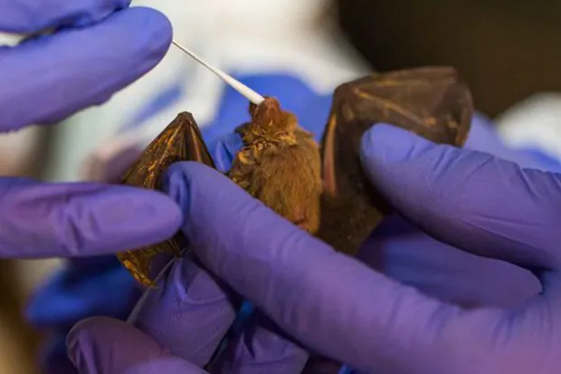 Bats and Coronavirus: Scientists Uncover Key Species and Regions Fueling Virus Evolution