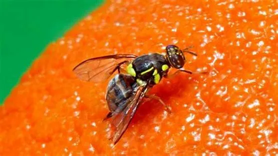 Unlocking Fruit Fly Genetics: A New Weapon in the Fight Against Mosquito Diseases