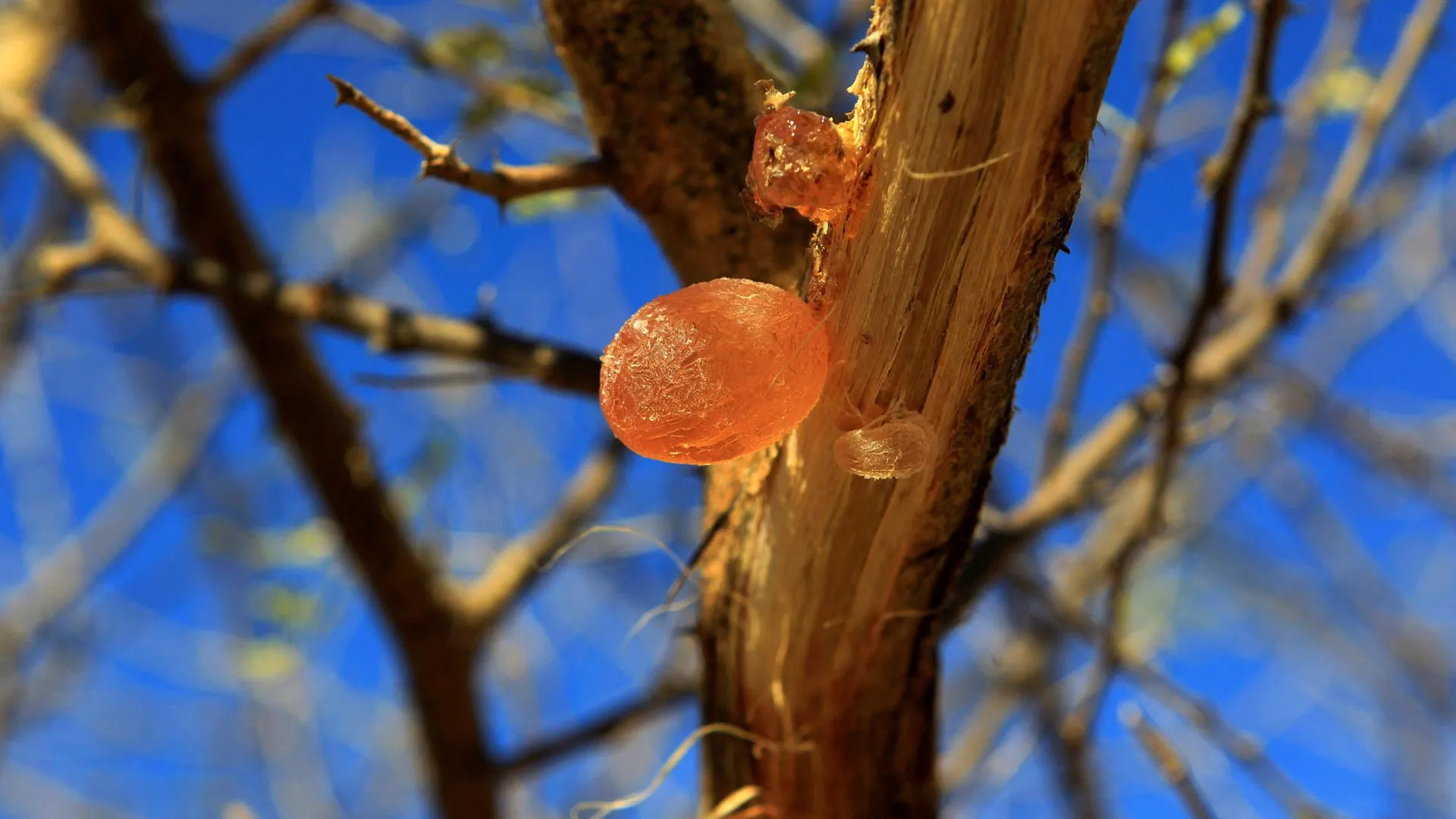 Gum Arabic Smuggling Surges from War-Torn Sudan, Impacting Coca-Cola & M&M’s Supply Chains