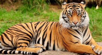 International Tiger Day 2025: A Global Call to Protect the Majestic Big Cats