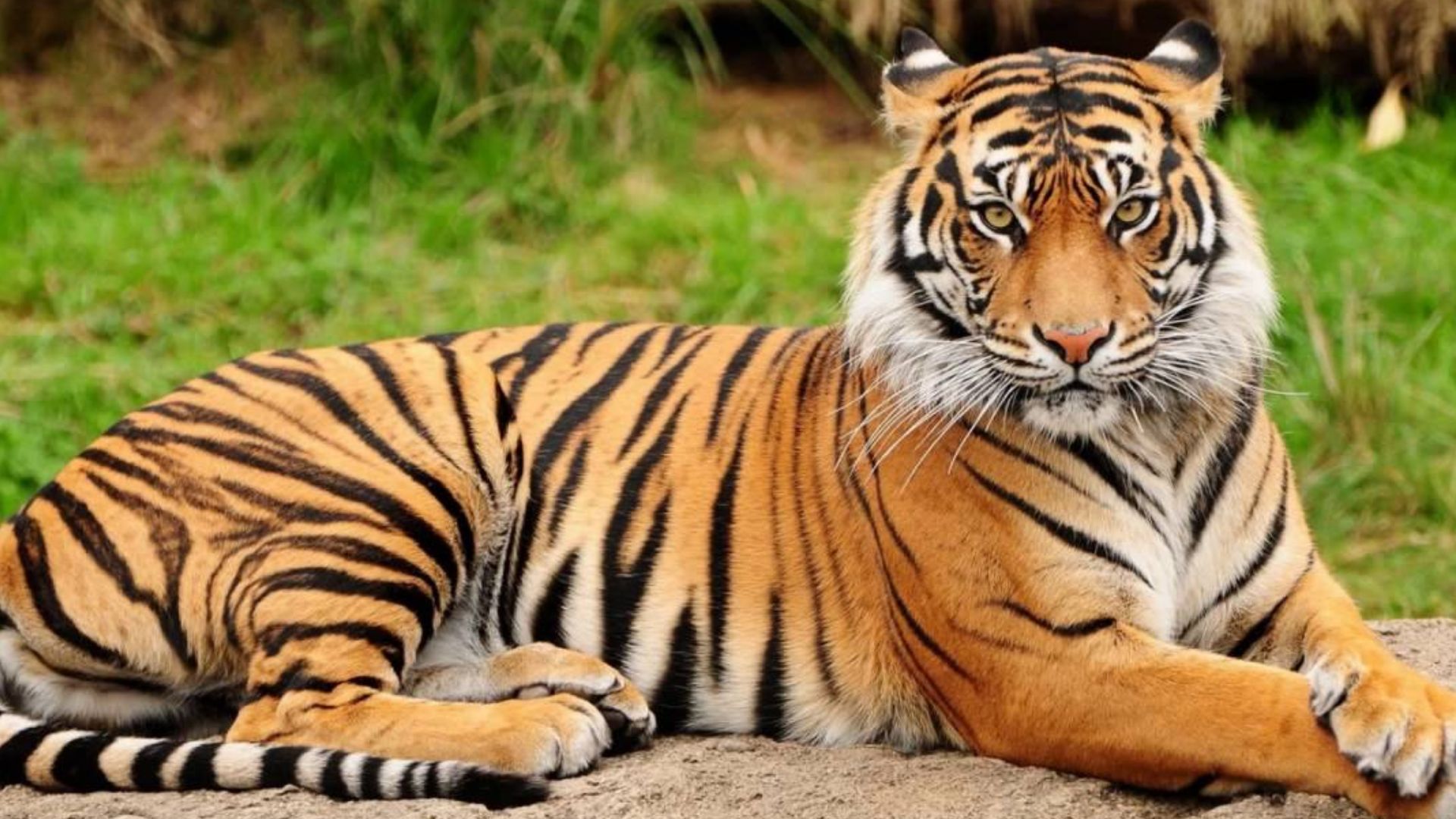 International Tiger Day 2025: A Global Call to Protect the Majestic Big Cats