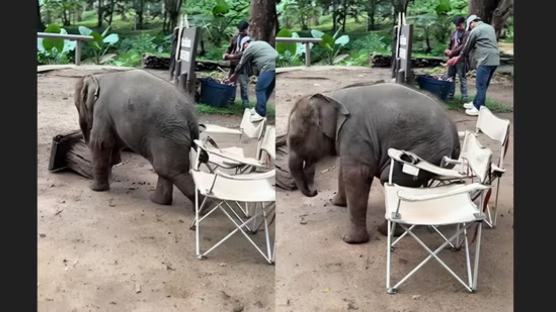 Baby Elephant Tries to Sit on Chair, Fails Adorably | WATCH