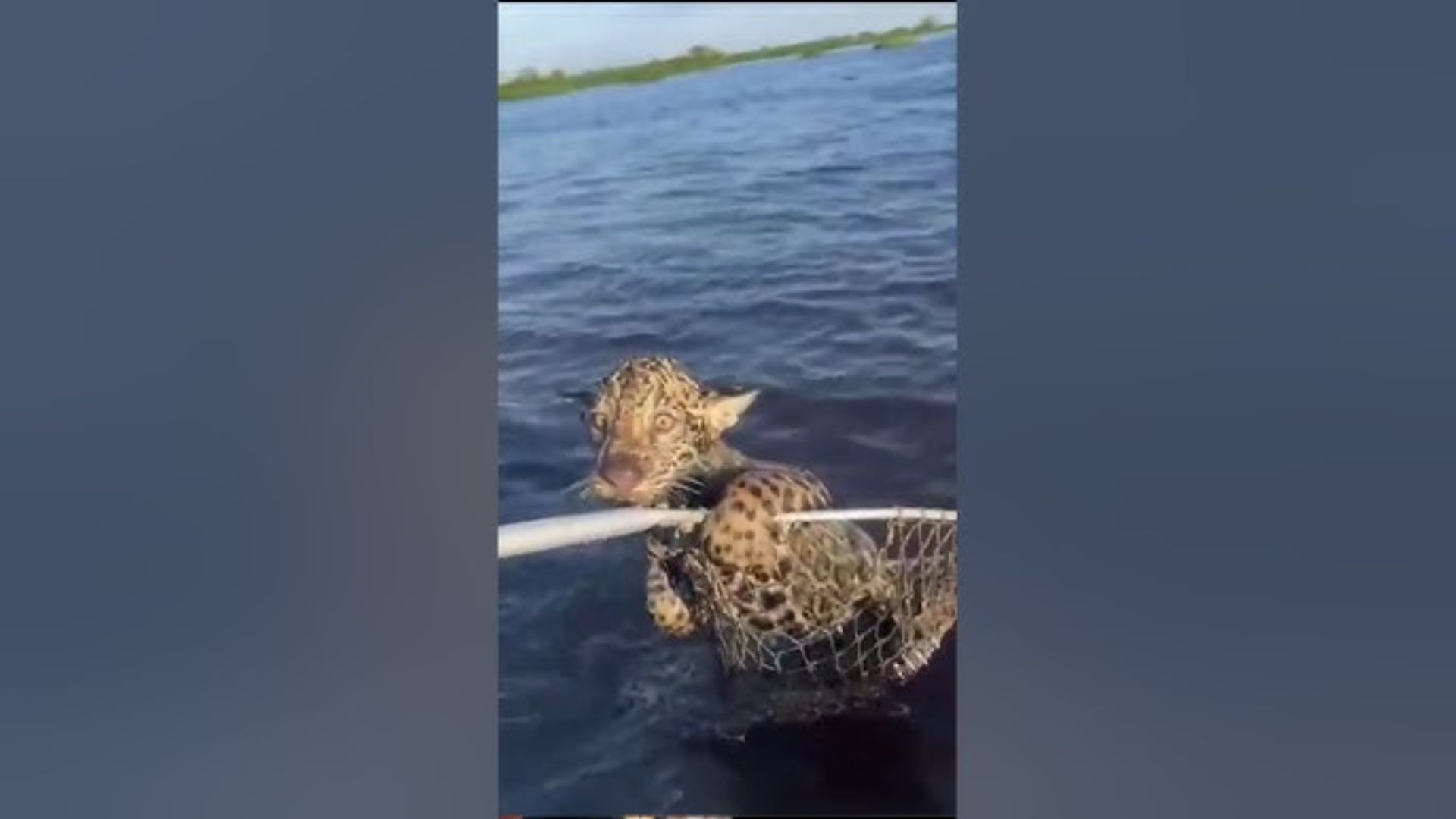 ‘Big Cat Delivery’: Boaters  Rescue Baby Jaguar From Drowning | WATCH