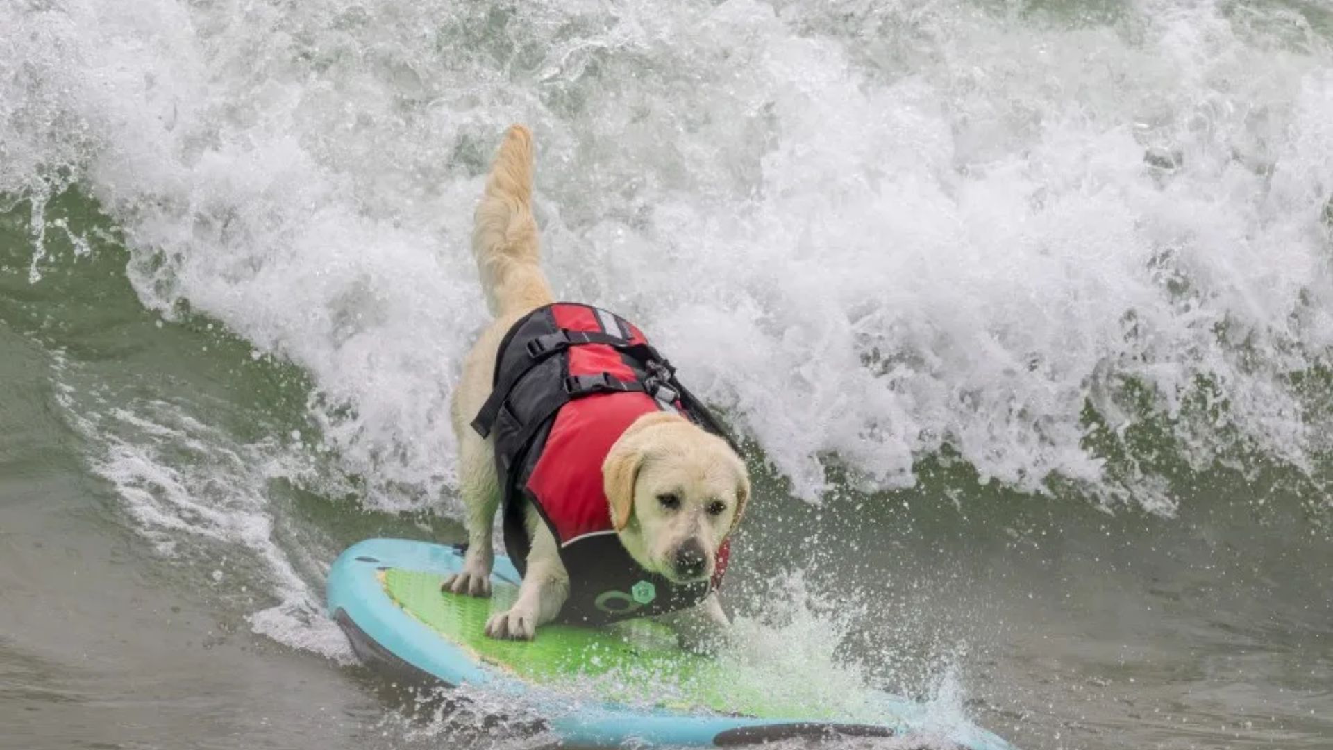 Dogs Hit the Waves at 2025 Surfing Championships in California