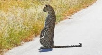 Leopard Stands on Two Legs in During Hunt | WATCH