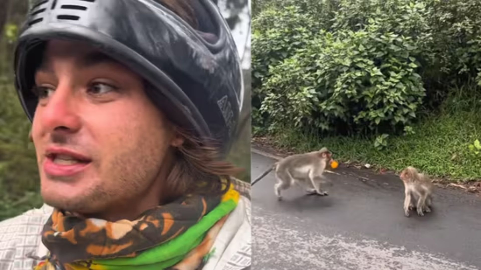 Monkeys Steals Cake and Oranges from US Vlogger in Tamil Nadu | VIDEO