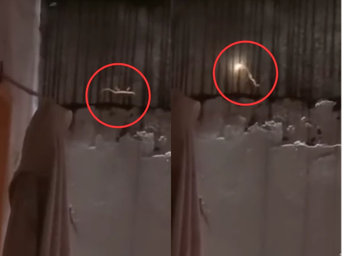 ‘Pokémon’ Lizard With Flaming Tail Spotted in Cambodia | WATCH