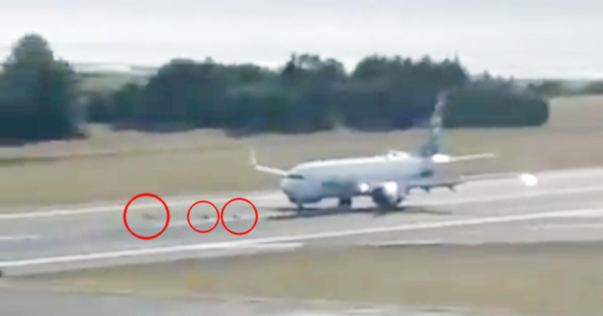 ‘There Is Deer on Runway’: Shocking Video Shows Alaska Airlines Plane Hitting Animals | Watch