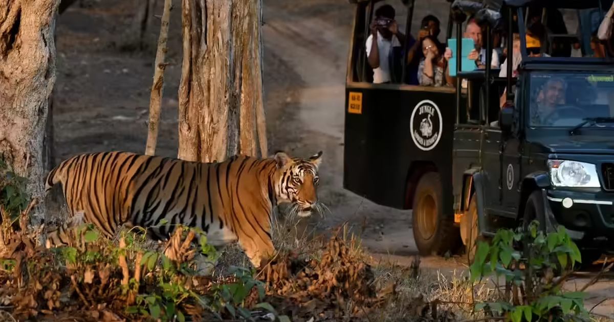 Tigers or Tourists? Supreme Court Grills Odisha Over Construction Inside Protected Forest