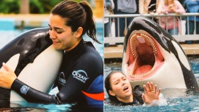 How an AI-Generated Clip Fooled Millions Into Believing an Orca Killed a Trainer?