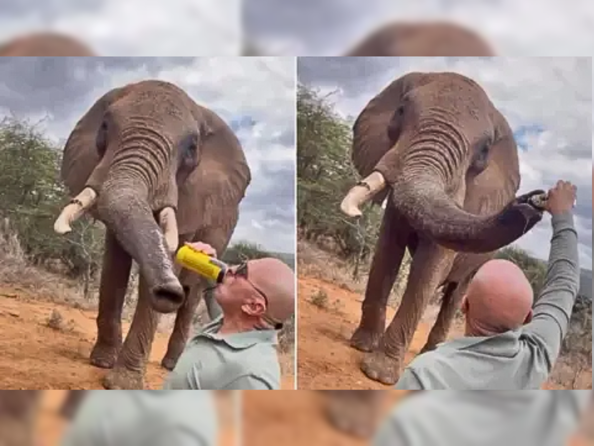 Tourist Slammed for Forcing Elephant to Drink Beer in Kenya