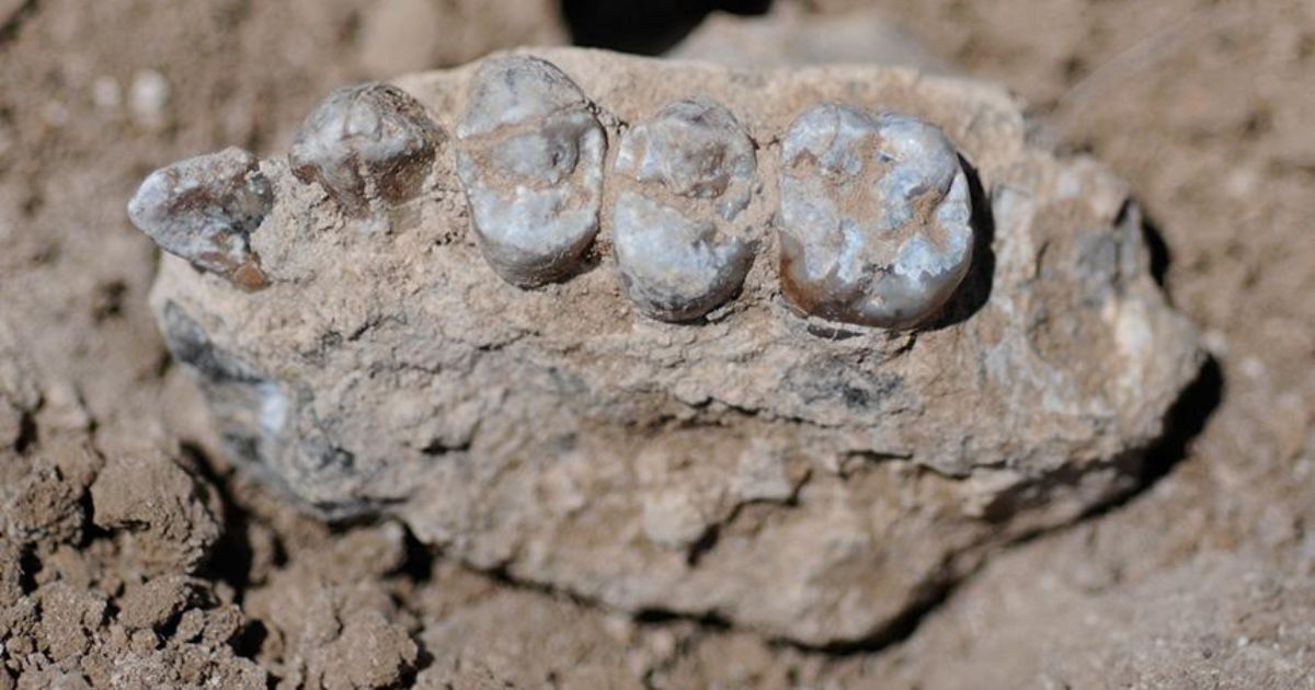 Ancient Teeth Unearthed In Ethiopia Reveal New Branch In Human Family Tree