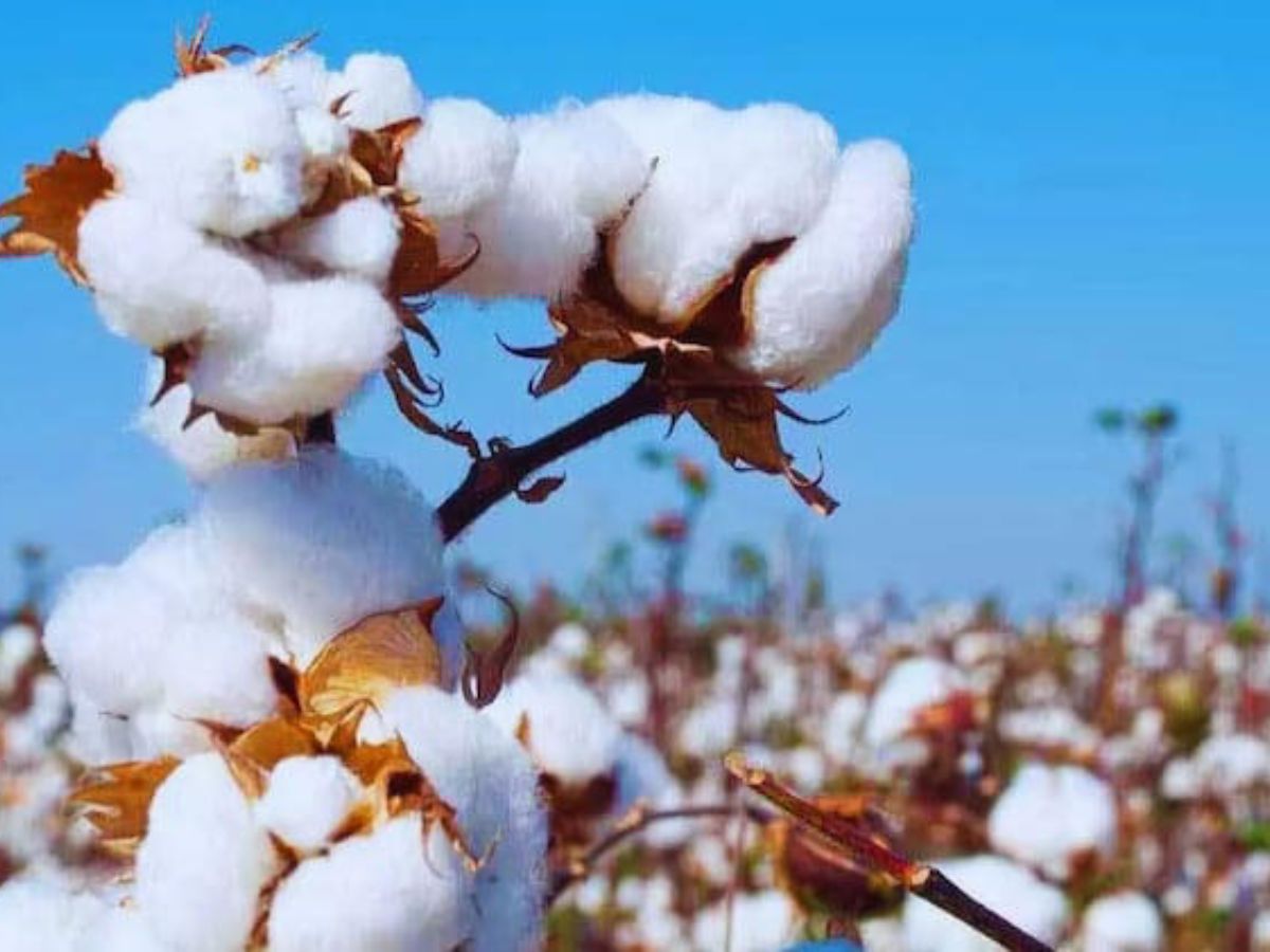 India Suspends 11% Cotton Import Duty Till September, Offers Relief to Garment Sector