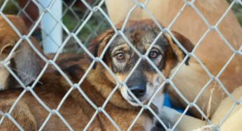 ‘Jailing Dogs Never Worked’: PETA Slams SC’s Stray Dog Removal Order