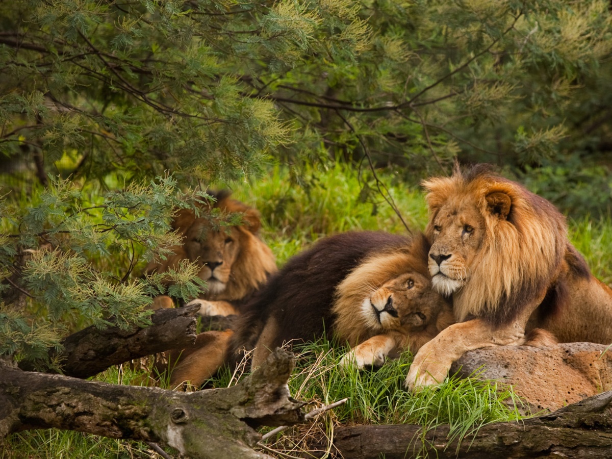 Wild Truth: Many Animals Engage in Same-Sex Behavior Too