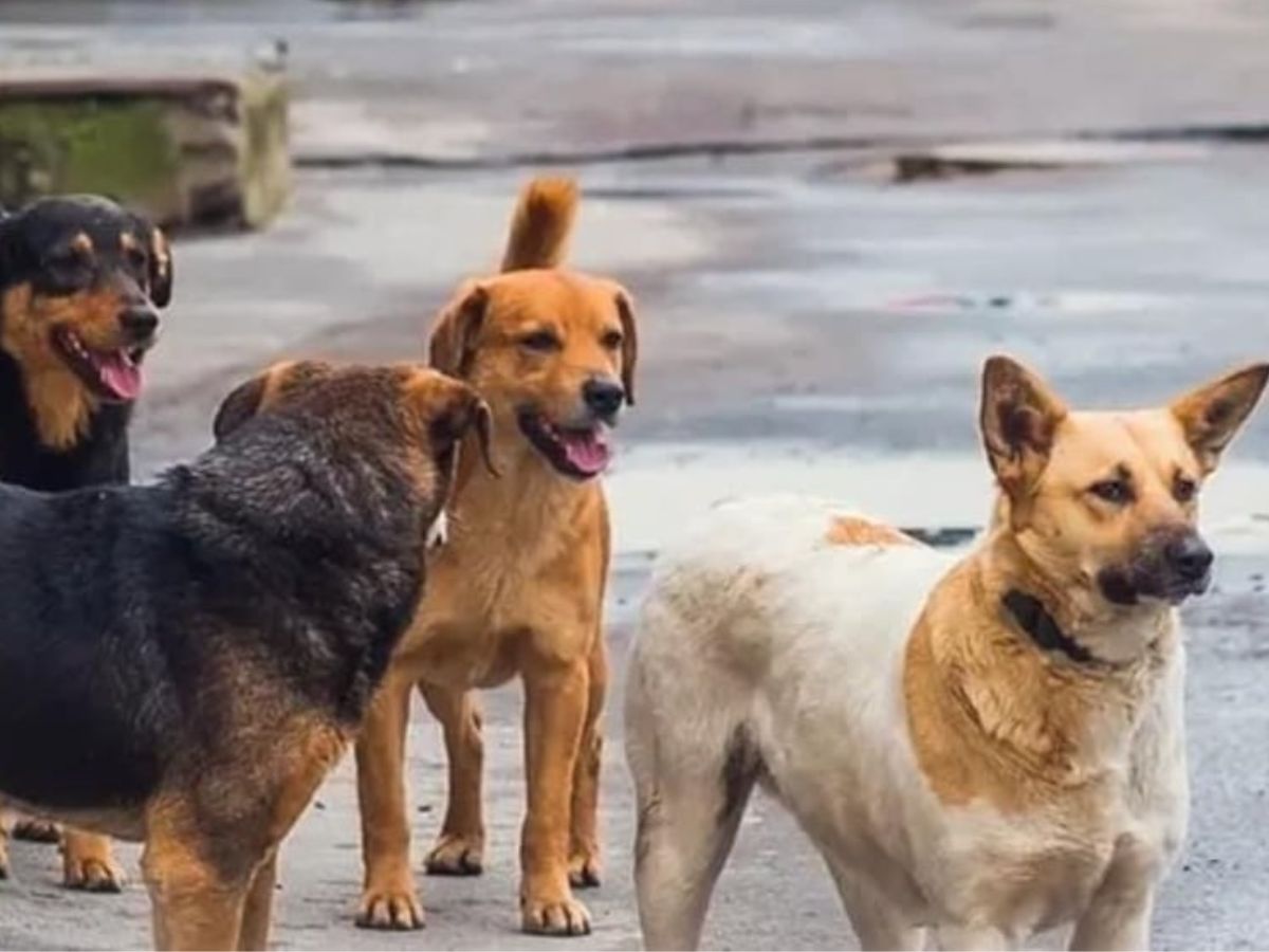 Rajasthan HC Backs Supreme Court Order, ‘Tackle Stray Dogs with Special Drives’