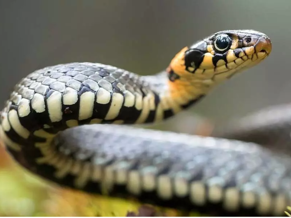 What To Do If a Snake Bites You This Monsoon? Expert Doctor Shares Life-Saving Advice