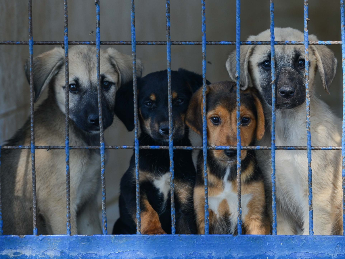 Supreme Court’s Stray Dog Order Sparks Safety Concerns in Delhi’s Saket