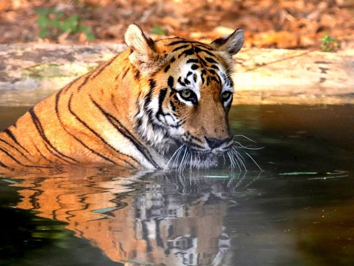 Sundarbans Tiger Reserve Set to Expand, To Become India’s Second-Largest