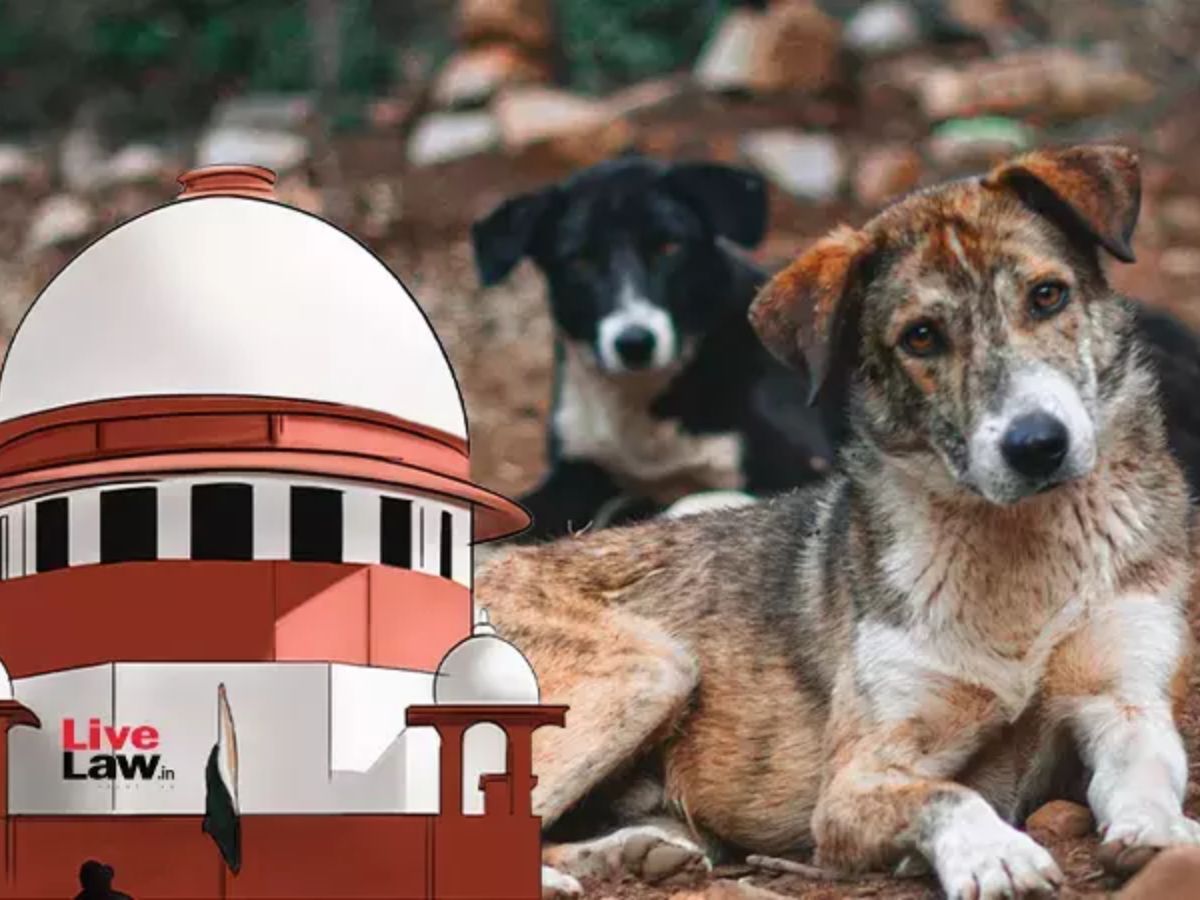 Delhi’s Dog Registration Crisis Resurfaces After Supreme Court Stray Relocation Order