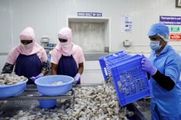 US Senators introduce Shrimp Tariff Act to protect Louisiana industry against alleged unfair trade practices by India