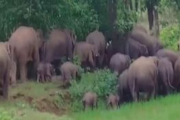 42 elephants enter rural area in Bokaro, Forest Department deploys QRTs for vigilance