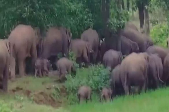 42 elephants enter rural area in Bokaro, Forest Department deploys QRTs for vigilance