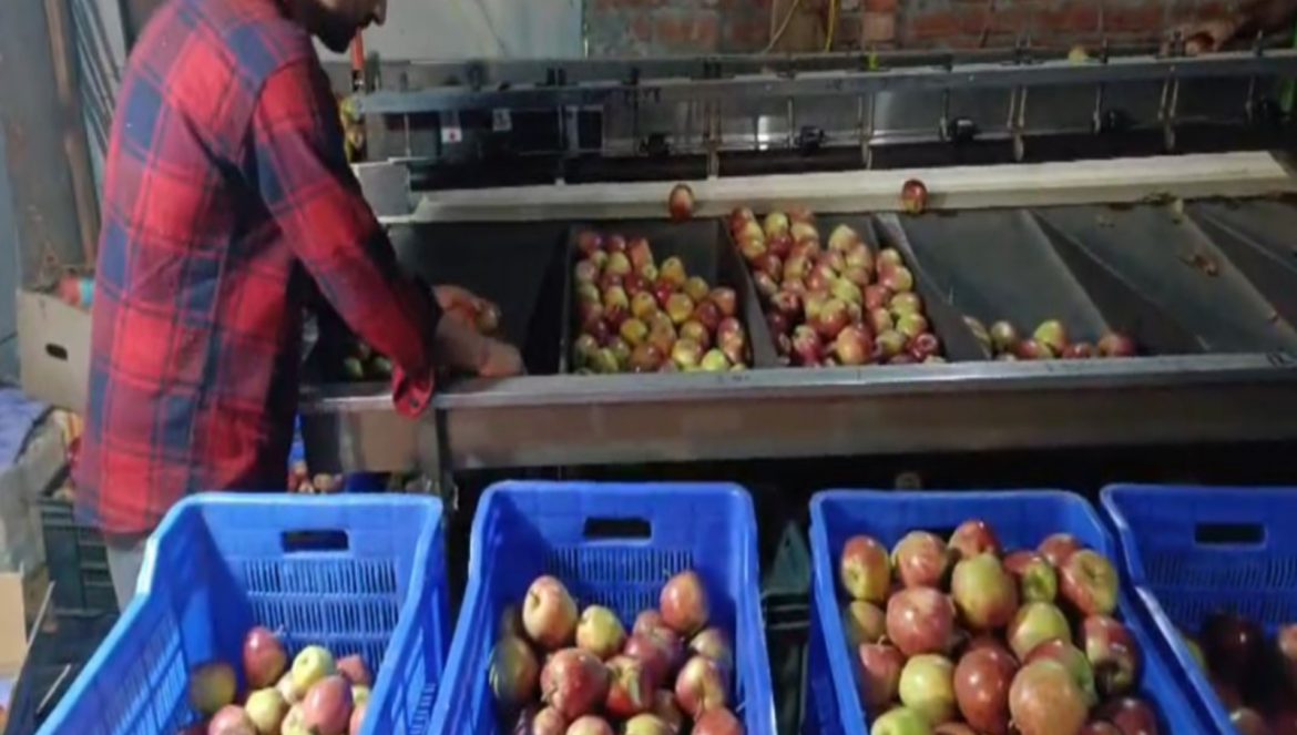 "Production costs rising but returns falling": Himachal apple growers hit hard by rains, diseases and poor market prices