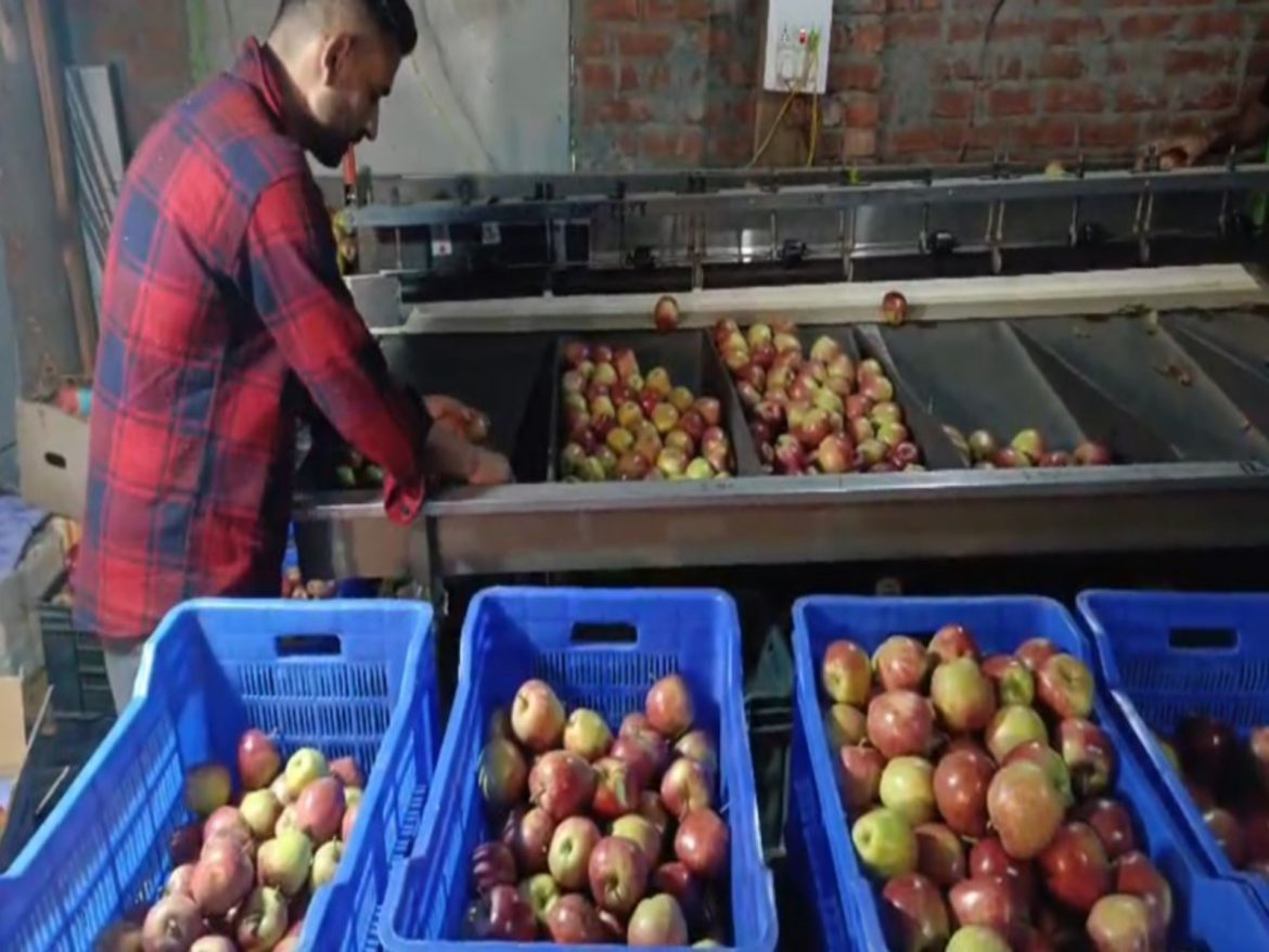 "Production costs rising but returns falling": Himachal apple growers hit hard by rains, diseases and poor market prices