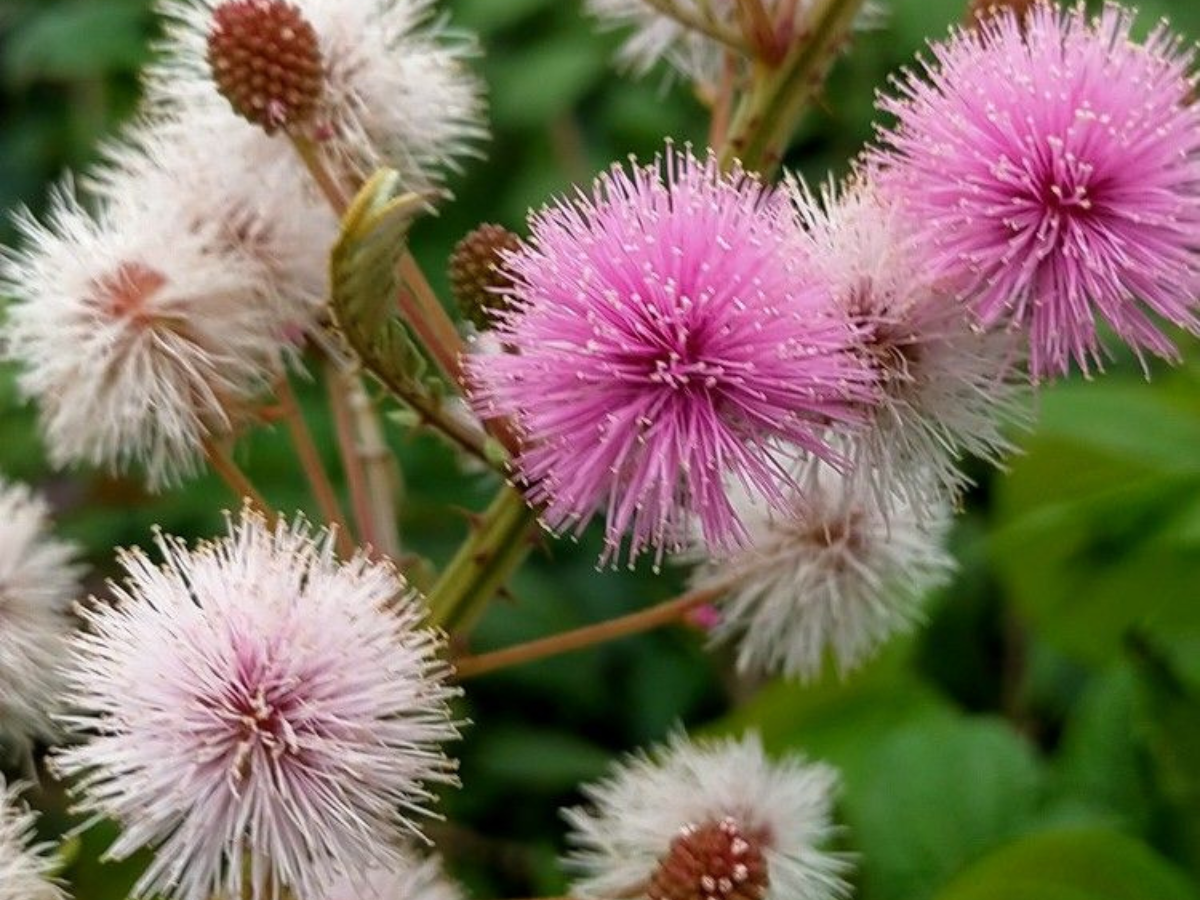 Mimosa pudica (Touch-Me-Not) - Photo Gallery