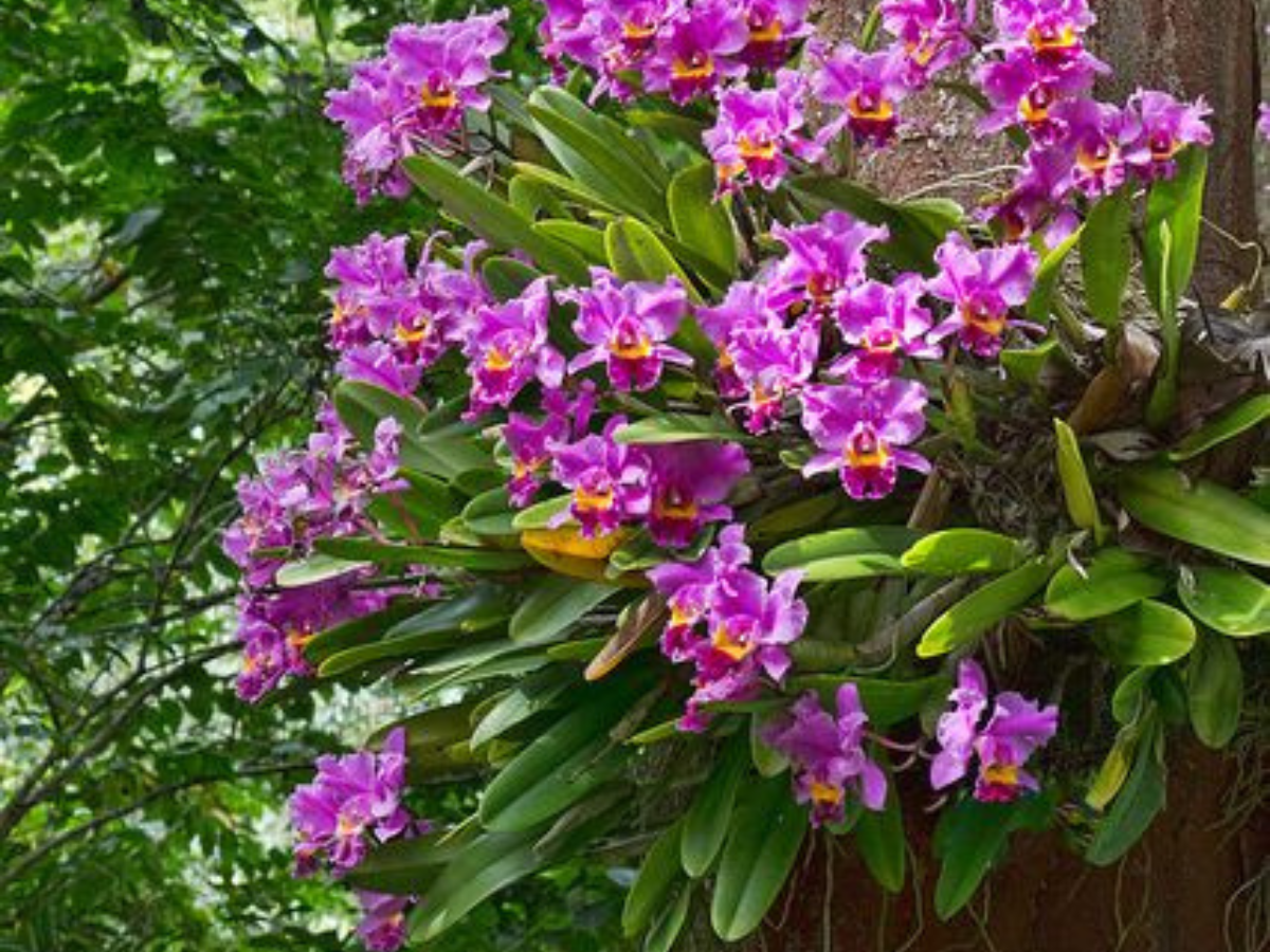 Plants That Can “Hear” and Respond to Music - Gallery Image