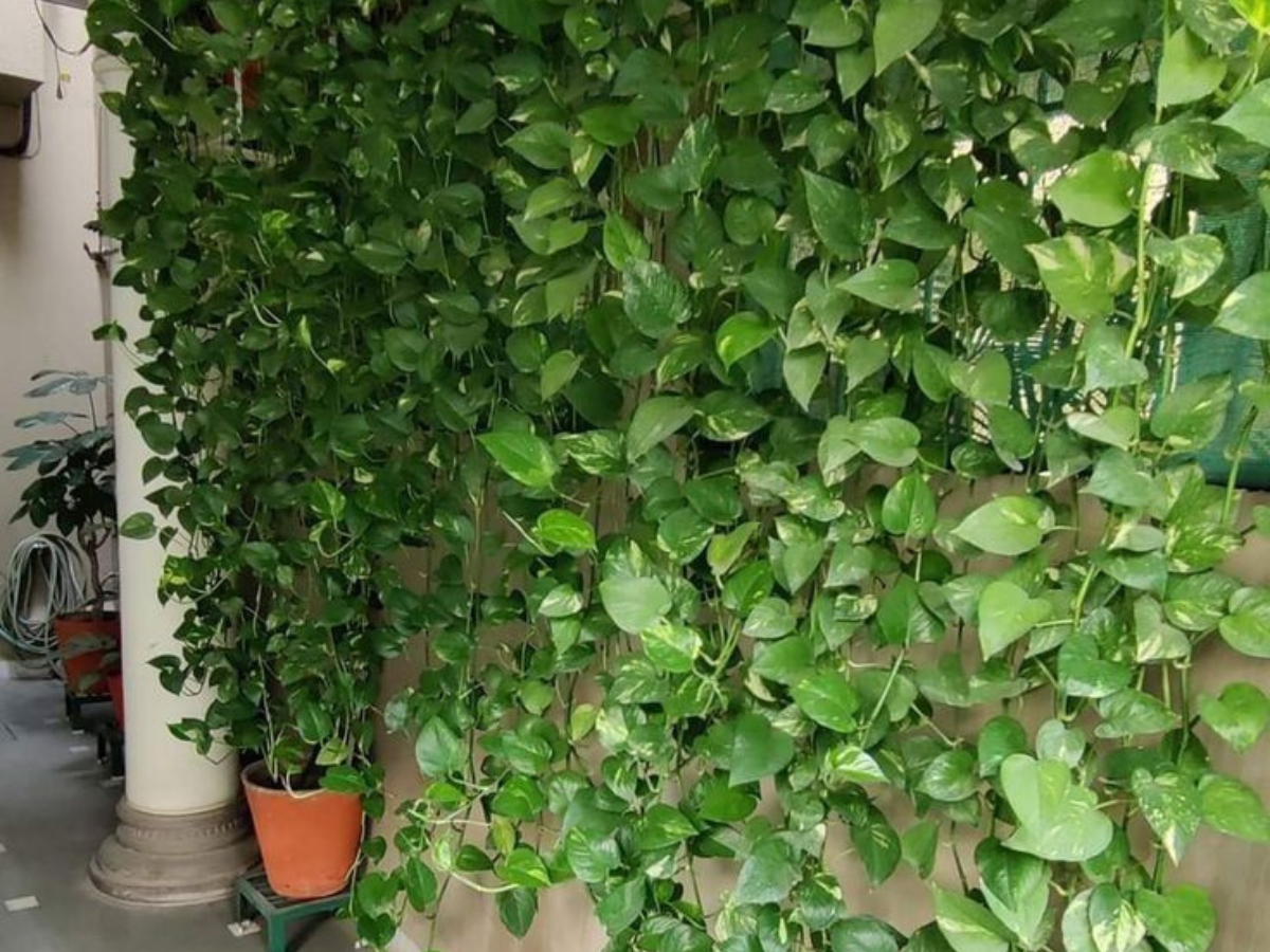 Money Plant - Photo Gallery