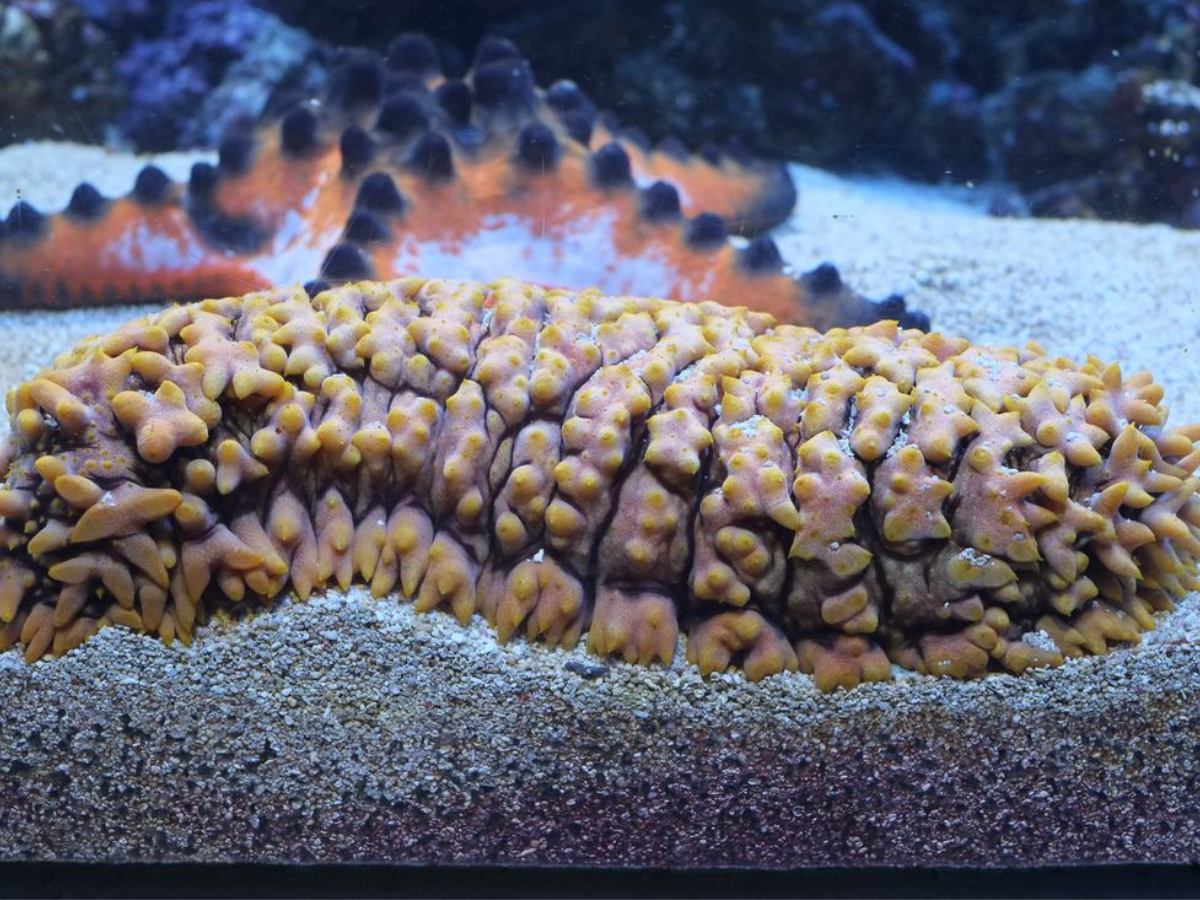 Sea Cucumber - Photo Gallery