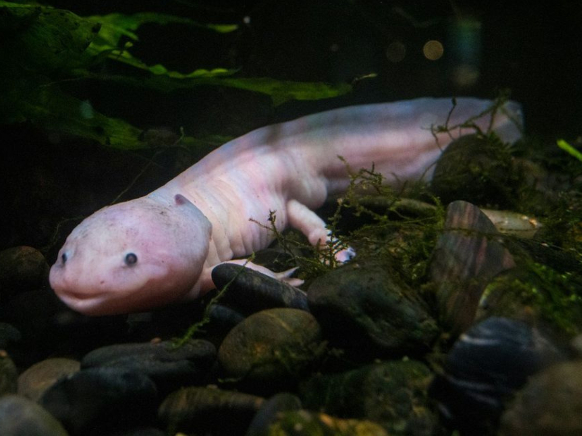 Animals That Can Regrow Entire Organs