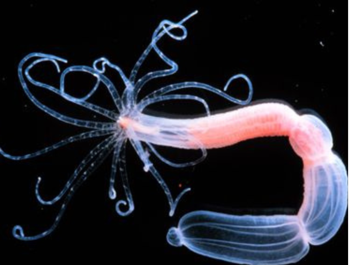 Animals That Can Live Without Oxygen - Gallery Image