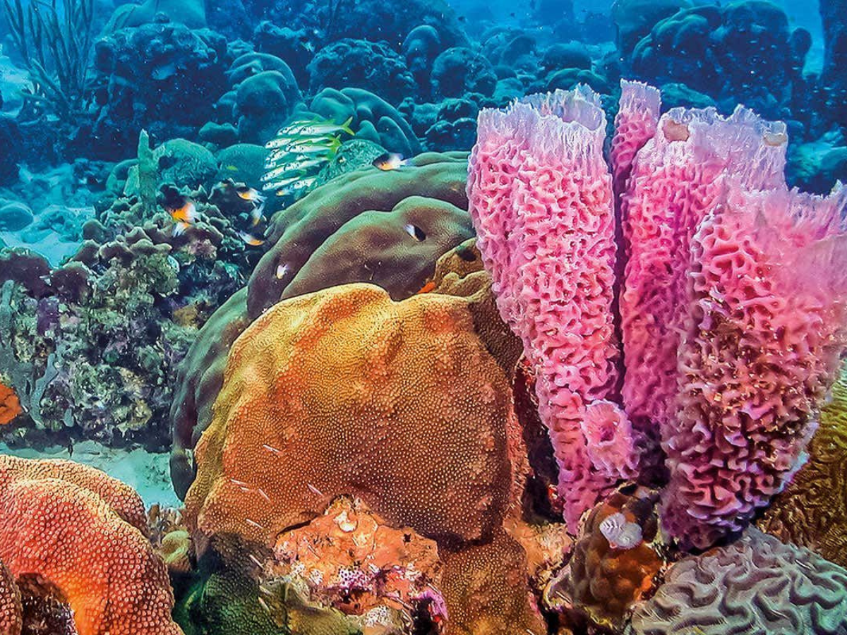 Animals That Can Live Without Oxygen - Gallery Image