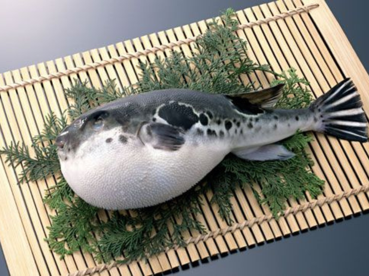 Fugu (Pufferfish) - Photo Gallery