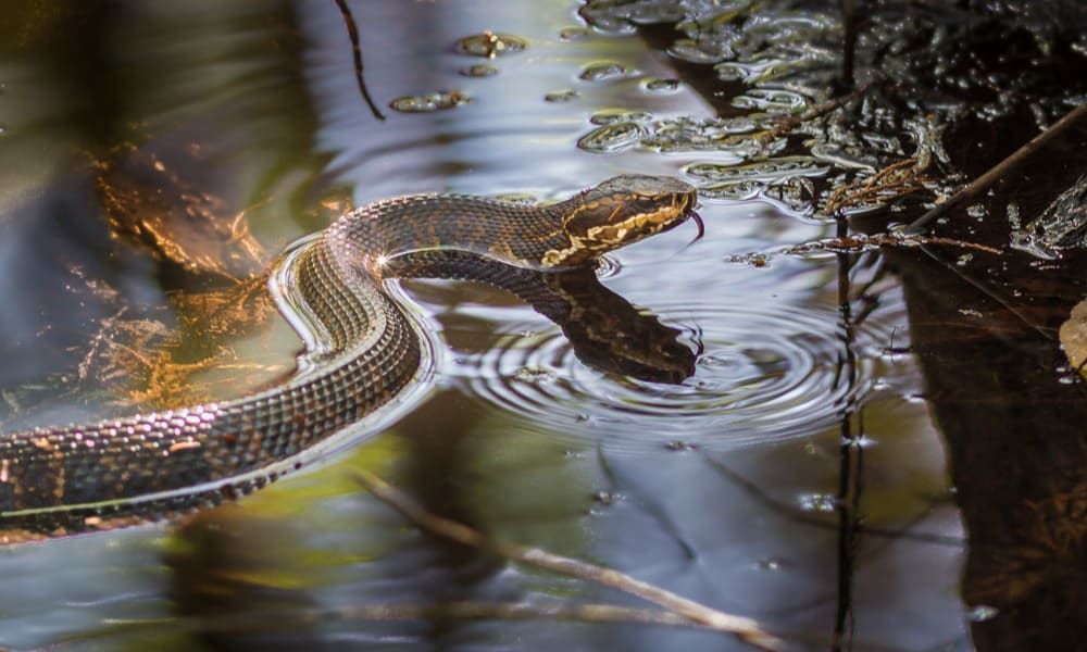 Sunset at Lake Murray with snakes near its lush shoreline. - Photo Gallery