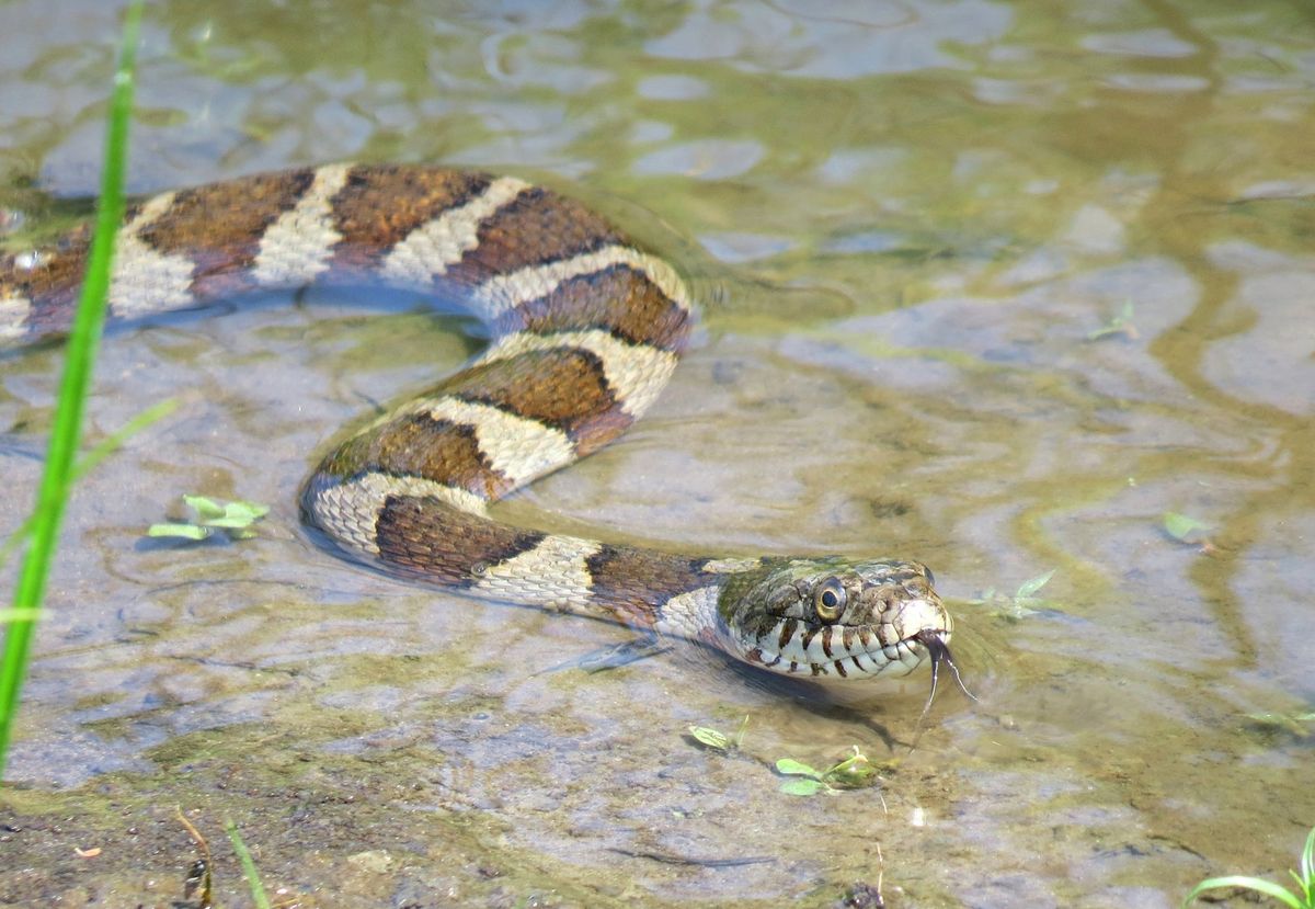 Lake Marion with cypress trees, water snakes seen near dusk. - Photo Gallery