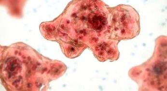 Kerala Reports 17 Deaths from Brain-Eating Amoeba, 66 Infected in 2025