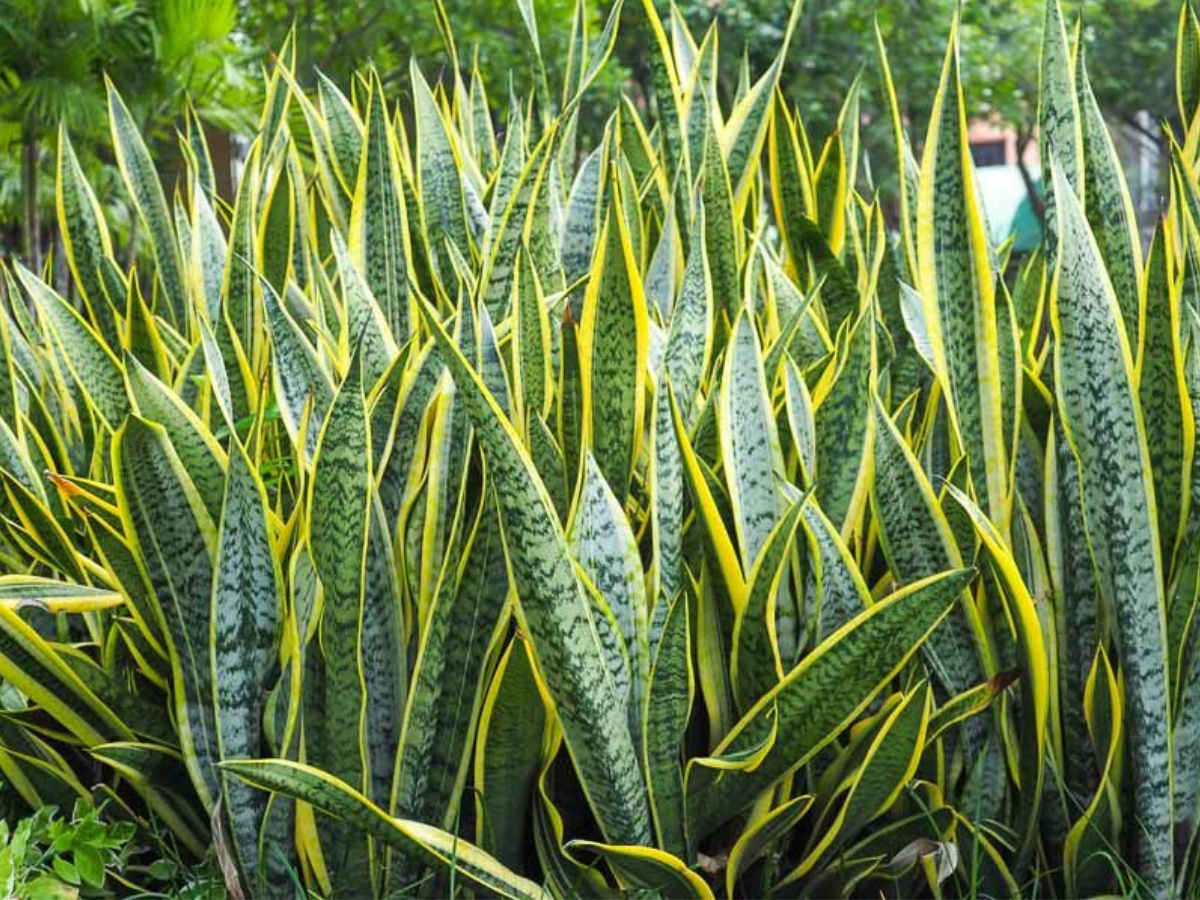 Snake Plant - Photo Gallery