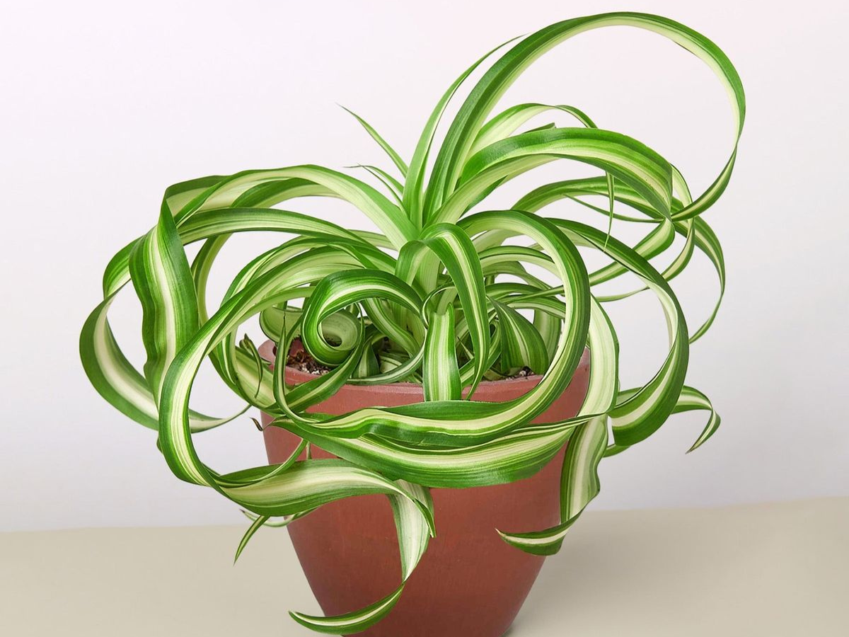 Spider Plant - Photo Gallery