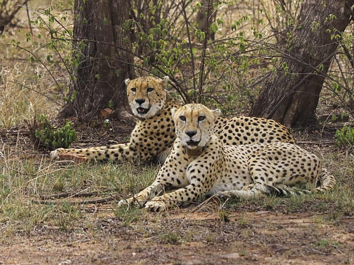 Mukhi Becomes First India-Born Cheetah to Reach Adulthood at Kuno