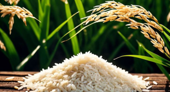 What is the Scientific Name of Rice? Meaning, Origin & Importance