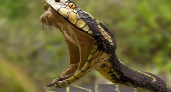 First Aid After Snake Bite: Bengaluru Techie Dies After Snake Hidden in Shoe