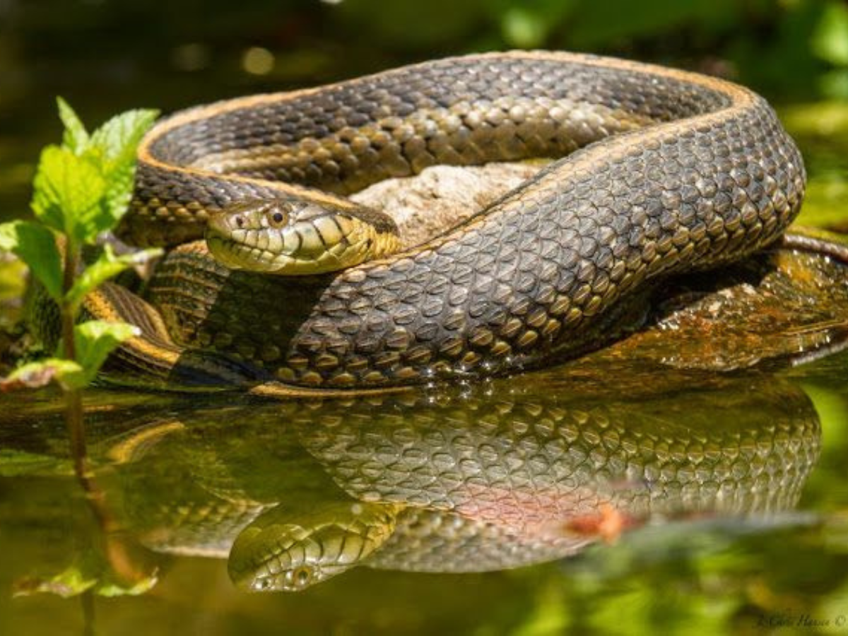Top Snake Infested Rivers & Lakes Across South Carolina